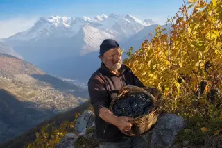 Mountain vintner harvesting ripe mondeuse grapes on steep, rocky alpine terraces with snowy peaks and autumn vines under golden morning light.