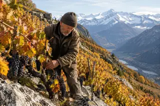 Steep terraced vineyard in the Alps with an elderly vigneron tending vines on a rocky slope, snowy peaks in the background, golden autumn light emphasizing the mountain setting.